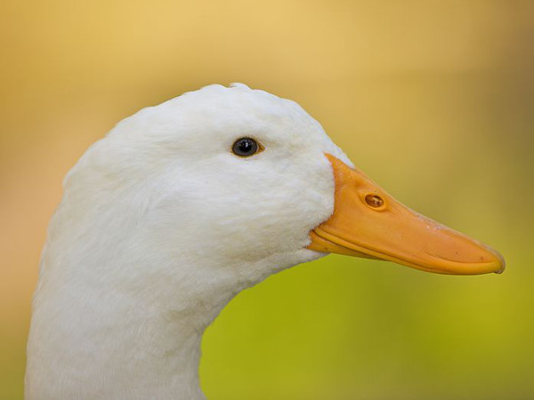  Ducks representative image