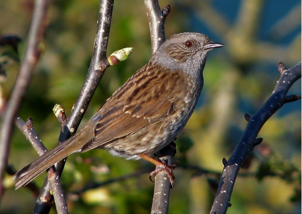 Nests and baskets: were birds the first basketmakers?