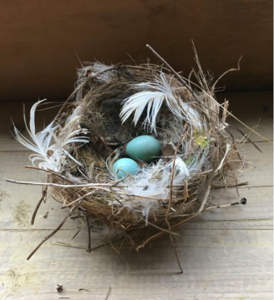 An abandoned dunnocks' nest