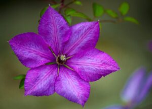 Clematis can be used to make your own sustainable cleaning products