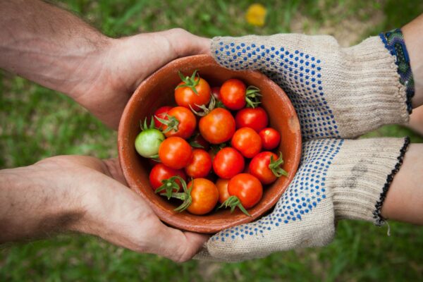 25 dirt-cheap ways to garden organically and save money