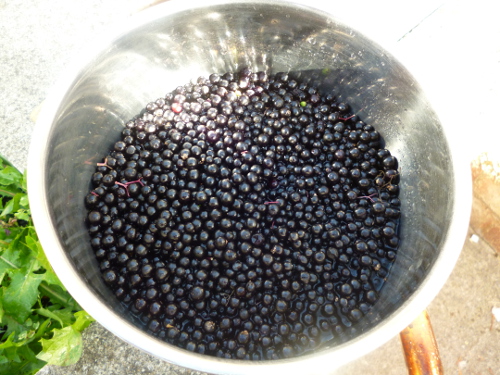 elderberries