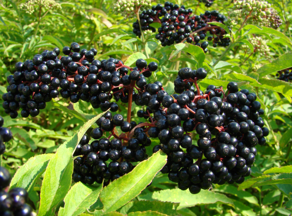 In praise of the elder tree, and how to make delicious elderberry wine really easily