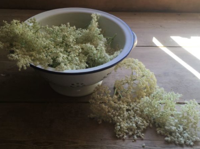 Elderflower - May June forage of the month