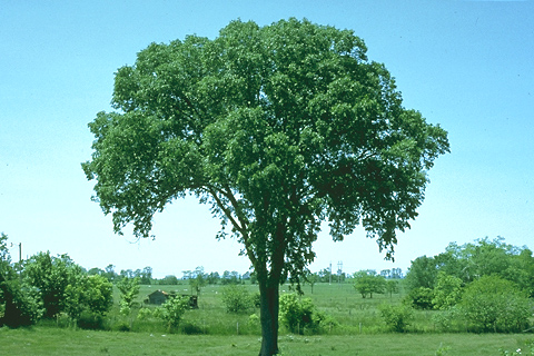 elm-tree