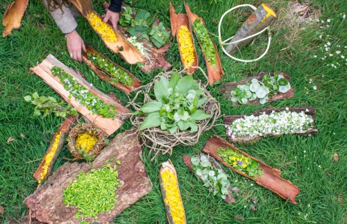 A selection of foraged foods in spring time