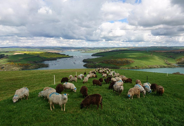 Grazing: why simulating wild herds maximises benefits for farmers, livestock and ecology