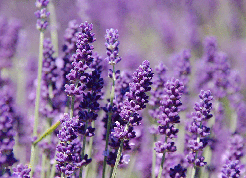 Lavender oil is popular amongst essential oils and can be used for burns.