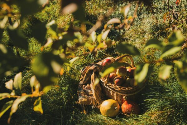 How to ripen your Halloween pumpkins