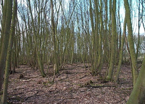 Woodland management