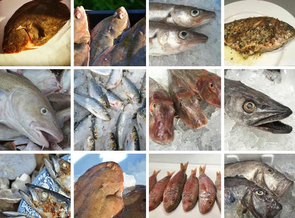This is how we should get our fish: interview with Guy Dorrell of ‘Faircatch’