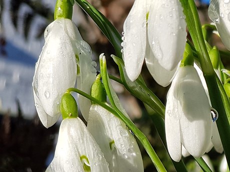 Nature's Calendar image of snowdrops