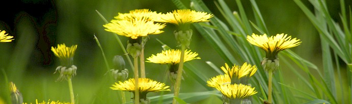 Dandelions are just one example of what to look out for in nature in February