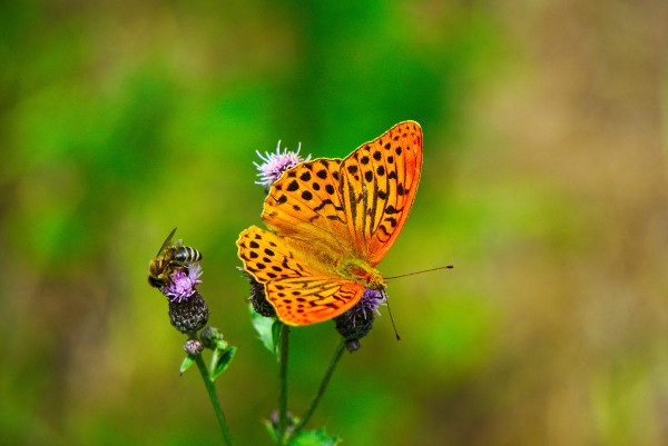 A butterfly rests on a flower head