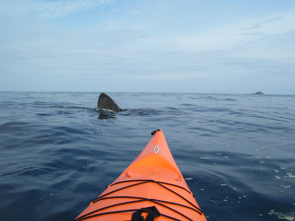 Fancy kayaking around the Cornish coast to raise money for the Marine Conservation Society?