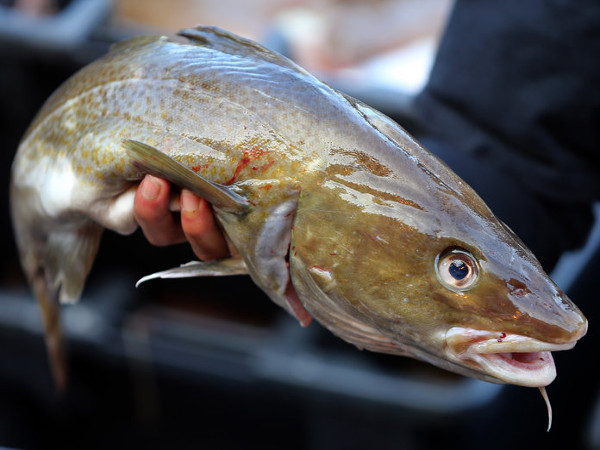  Fishing representative image