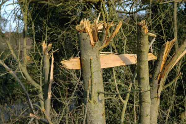 The environmental damage caused by flail cutting of hedgerows, and what can be done about it