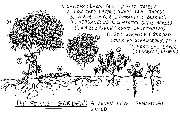 How and why to grow a food forest in your garden