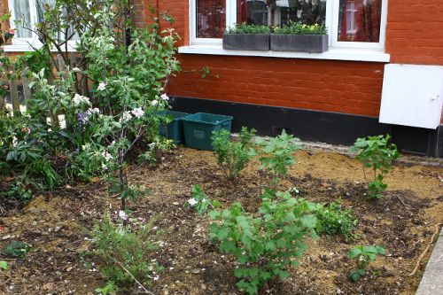 front-garden-after-planting