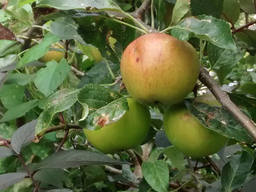 Apples grown in a small garden in London
