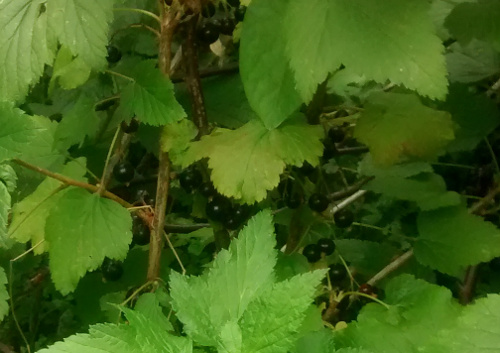 Easy fruit from a small garden: blackcurrants