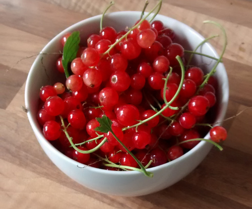 A bowl of beautiful homegrown redcurrants