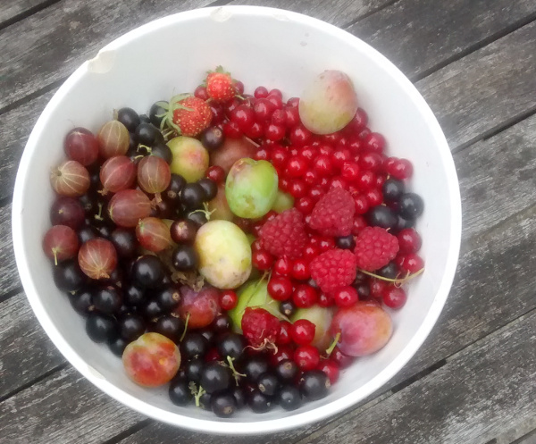 Low-impact & the city 13: How to get lots of fruit from a small garden with no work