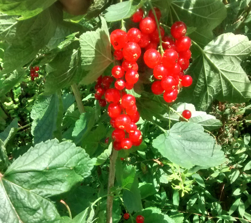 Fruit from a small garden: redcurrants