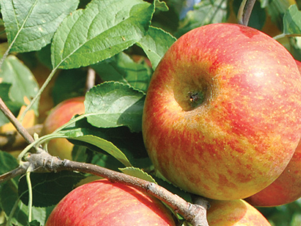  Fruit trees & orchards representative image