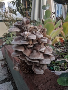 Shiitake mushrooms fruiting