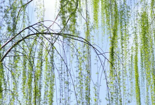 How to create white willow