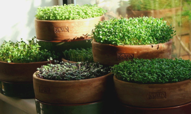Why are clay pots better for sprouts and microgreens than plastic or glass?
