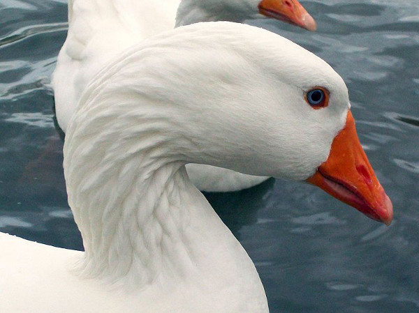  Geese representative image