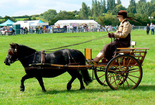 A Shetland pony in harness (pic: Brian Robert Marshall, creative commons)