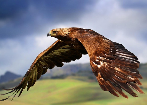 golden-eagle