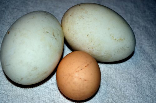 Goose eggs beside a hen egg