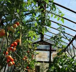 Tomatoes growing in a greenhouse