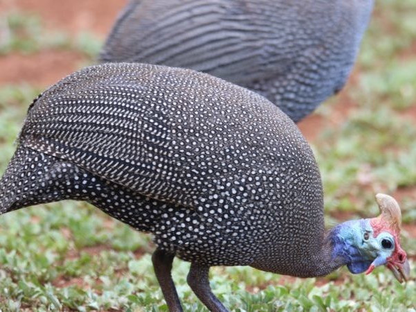 Guinea fowl, Ground-dwelling, Foraging, Pest Control