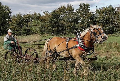 A pair of Halfflinger horses pulling a mower