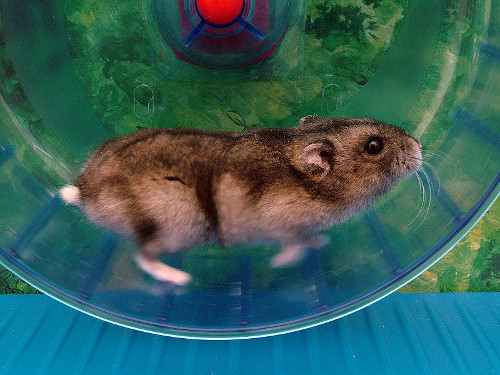 hamster-wheel