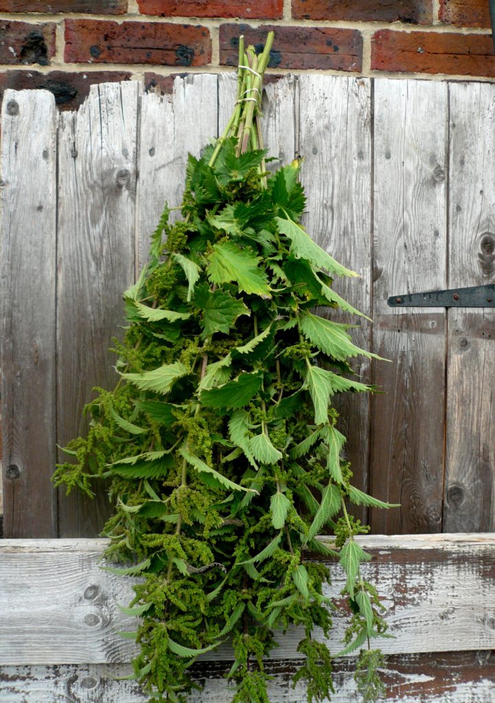 Nettles hanging to dry