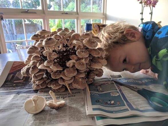 The Mushroom Guide Part 3: harvesting shiitake mushroom blocks