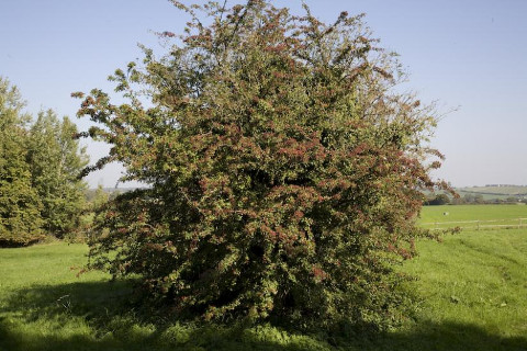 hawthorn-tree