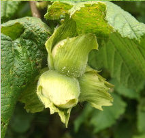 hazelnuts