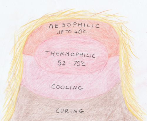 The structure and stages of a thermophilic compost heap