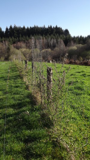 Hedges planted at Permaculture Eden