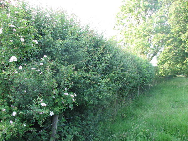 Hedges representative image