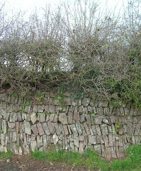 A stone-faced Devon hedge bank