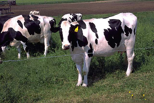 holsteins