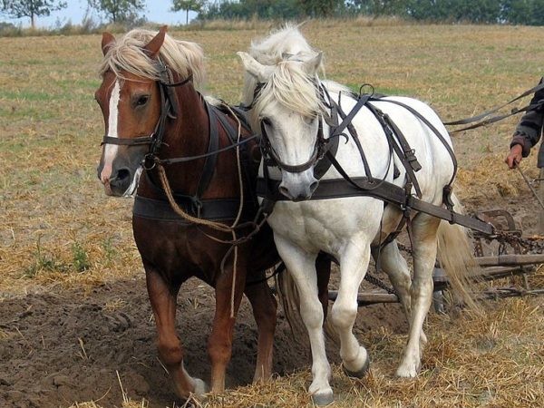  Working horses representative image